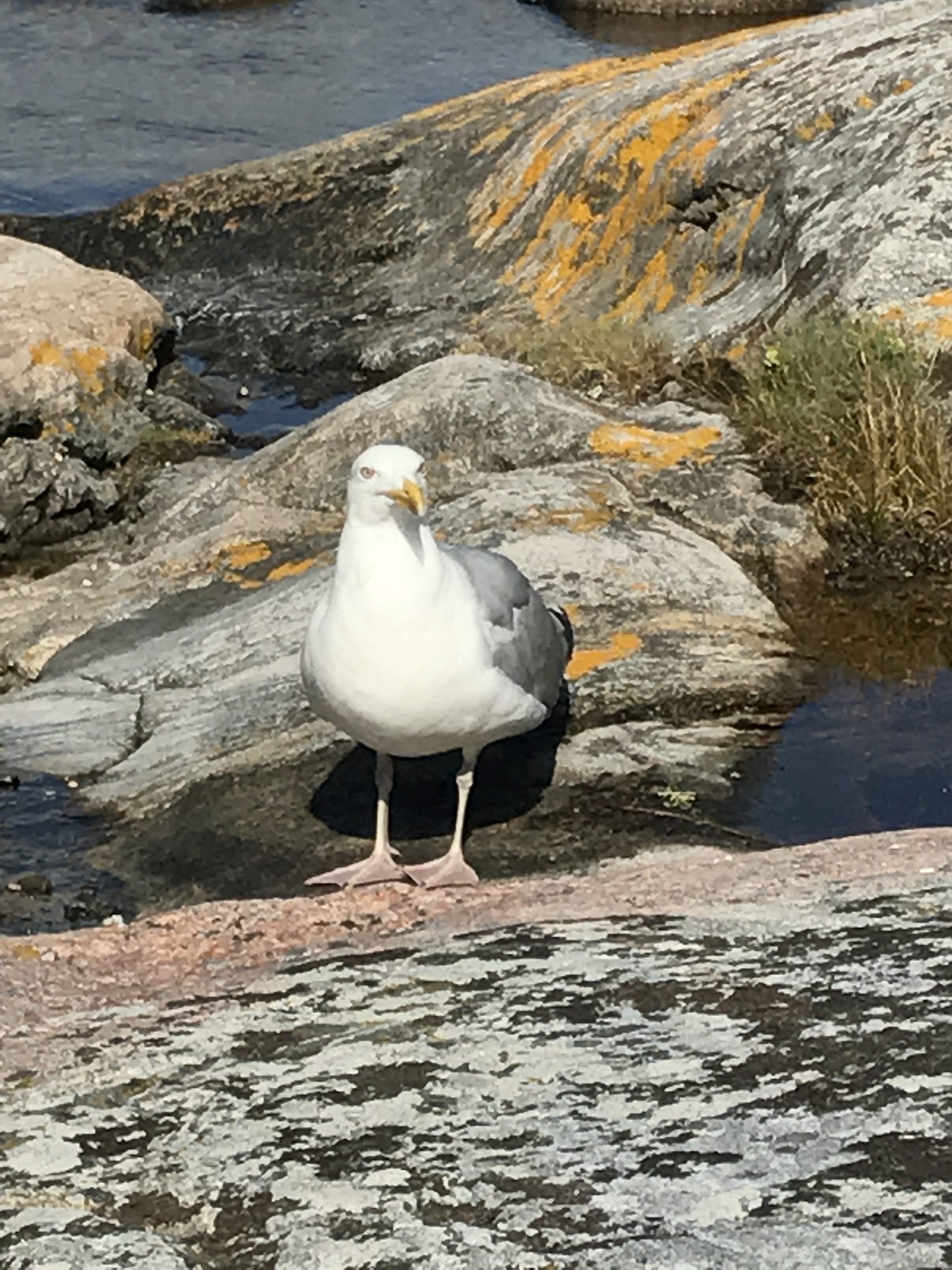 TEST Fjällbacka flygklubb